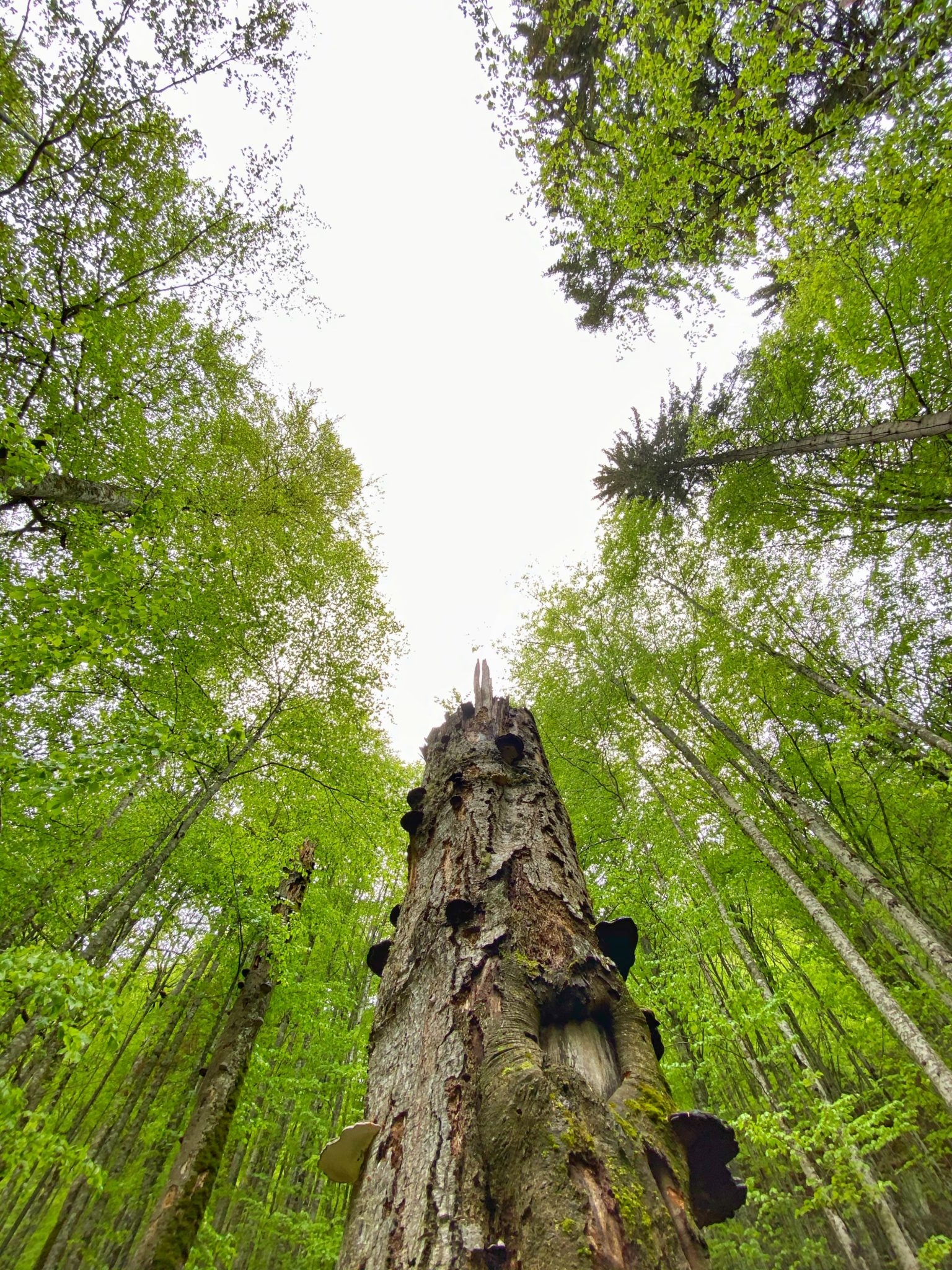Scropoasa Lake, Mt Bucegi