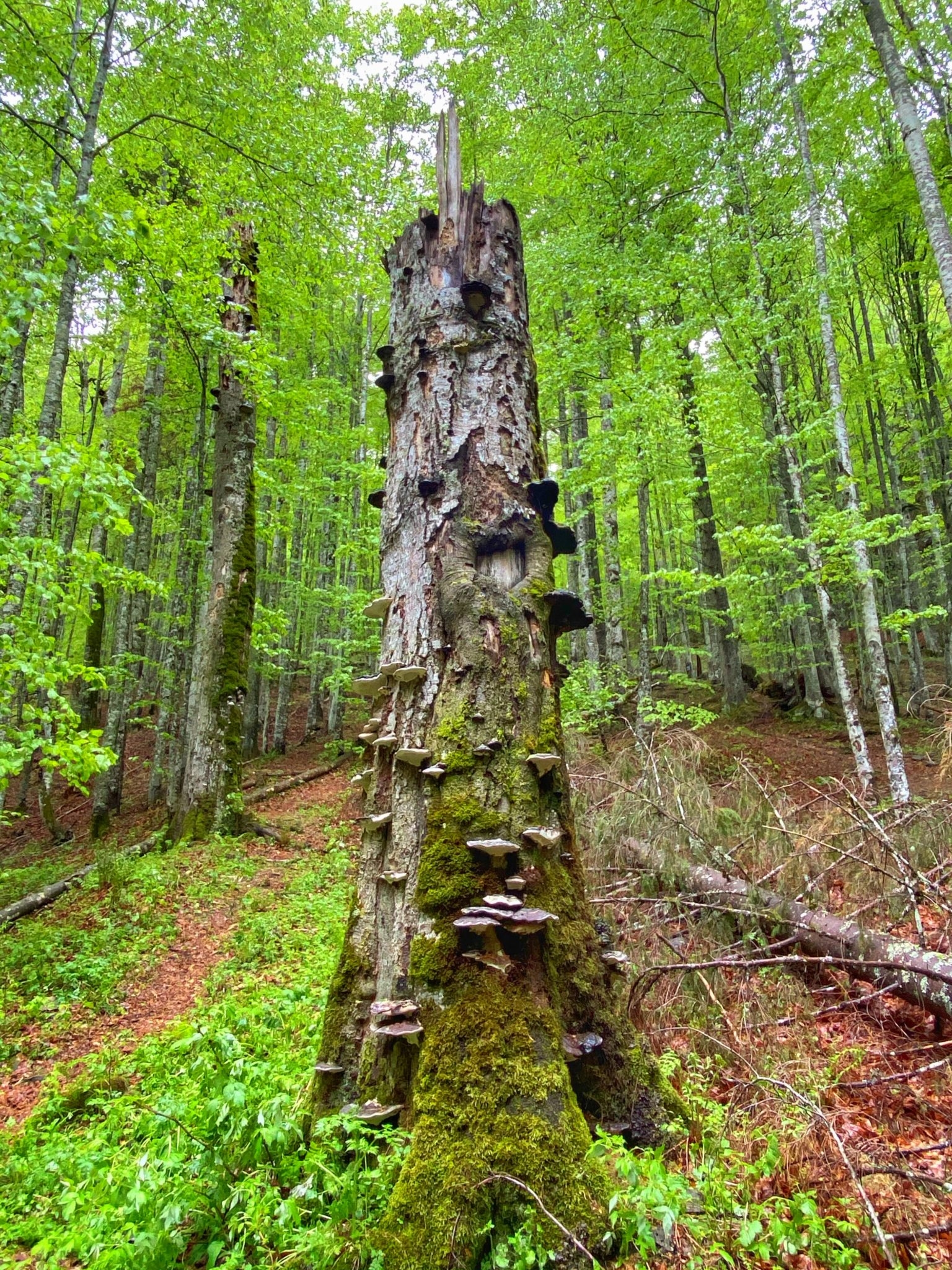 Scropoasa Lake, Mt Bucegi